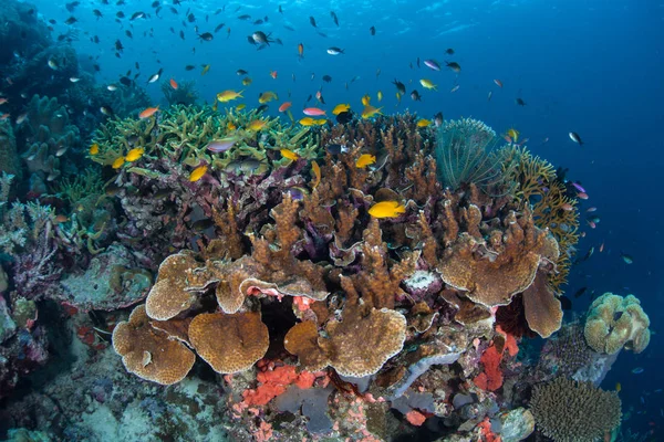 Beautiful Corals Thrive Solomon Islands Remote Melanesian Region Part Coral — Stock Photo, Image