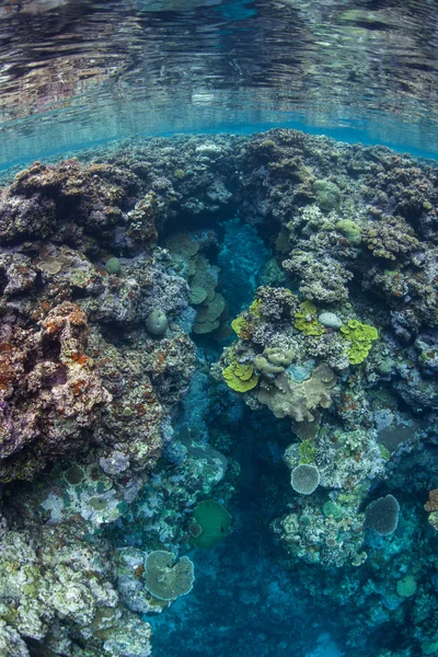 Hermosos Corales Arrecife Prosperan Medio Las Islas Salomón Esta Remota —  Fotos de Stock