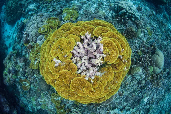 Beautiful Reef Building Corals Thrive Solomon Islands Remote Melanesian Region — Stock Photo, Image