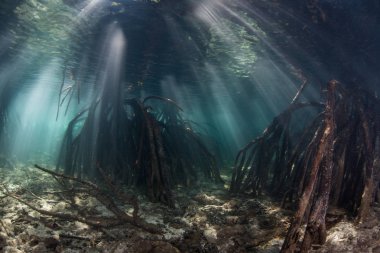 Güneş ışığı Demetleri Raja Ampat, Endonezya tropikal adalar arasında gölgeli bir mangrov ormaniçine iner. Bu ekvatoral bölge muhtemelen deniz biyolojik çeşitliliğinin merkezidir..