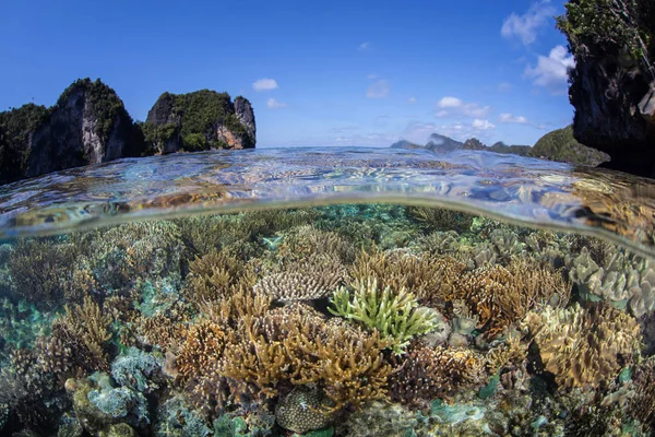 Belos Corais Prosperam Águas Rasas Meio Remotas Ilhas Raja Ampat — Fotografia de Stock