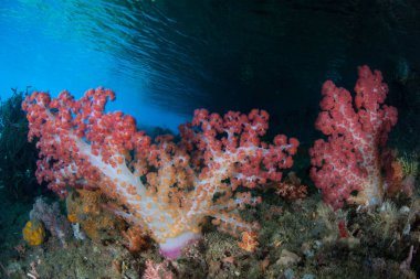 Canlı yumuşak mercanlar, Dendronephthya sp., Raja Ampat uzak adalar arasında sığ sularda gelişirler, Endonezya. Bu ekvatoral bölge muhtemelen deniz biyolojik çeşitliliğinin merkezidir..
