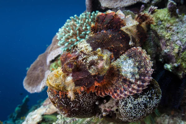 在印度尼西亚偏远的拉贾安帕群岛 一只伪装良好的蝎子鱼融入了珊瑚礁环境 这个赤道地区可能是海洋生物多样性的中心 — 图库照片