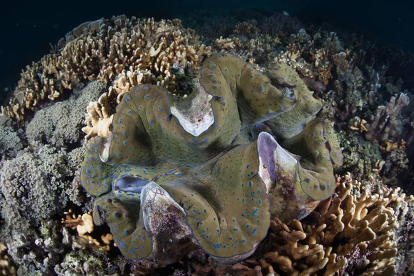 在印度尼西亚拉贾安帕特这个偏远的热带岛屿上 一只巨大的巨蛤 Tridacna Gigas 生长在浅水中 这个赤道地区可能是海洋生物多样性的中心 — 图库照片
