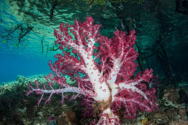 활기찬 부드러운 Dendronephthya Ampat 인도네시아의 가운데 물에서 지역은 아마도 다양성의 — 스톡 사진
