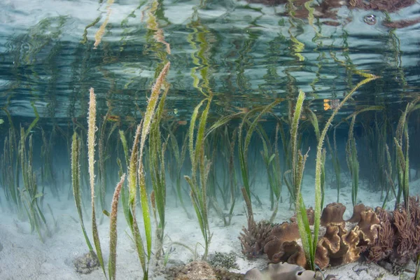 Ostrza Trawa Morska Rosną Płytkiej Wodzie Raja Ampat Indonezja Łąki — Zdjęcie stockowe