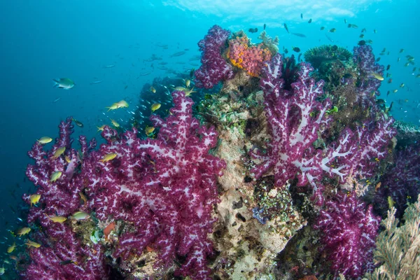 아름다운 부드러운 산호와 물고기는 인도네시아 Raja Ampat 가운데 건강한 산호초 — 스톡 사진