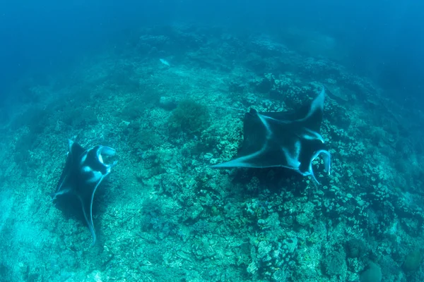 Čisticí Stanici Mezi Korálovými Útesy Odlehlemi Ostrovy Raja Ampat Indonésii — Stock fotografie