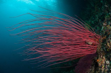 Bir wiry kırmızı gorgonian Raja Ampat uzak adalar arasında dik bir resif duvarında yetişir, Endonezya. Bu ekvatoral bölge muhtemelen deniz biyolojik çeşitliliğinin merkezidir..