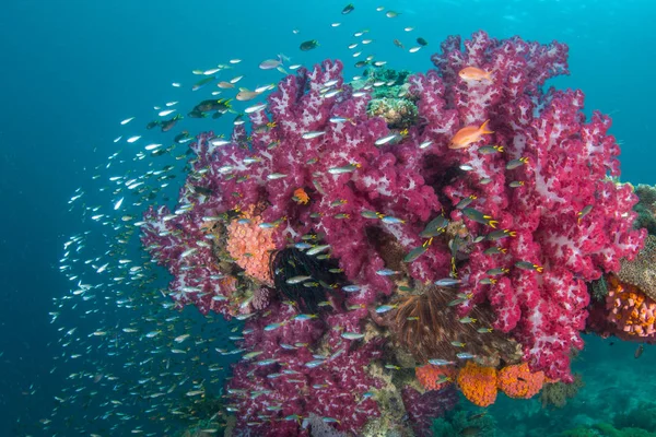 Beaux Coraux Mous Poissons Prospèrent Sur Une Pente Récif Saine — Photo