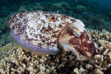 Bir Broadclub mürekkep balığı, Sepia latimanus, Raja Ampat uzak adalar arasında bir mercan kolonisinde yumurtlar, Endonezya. Bu ekvatoral bölge muhtemelen deniz biyolojik çeşitliliğinin merkezidir..