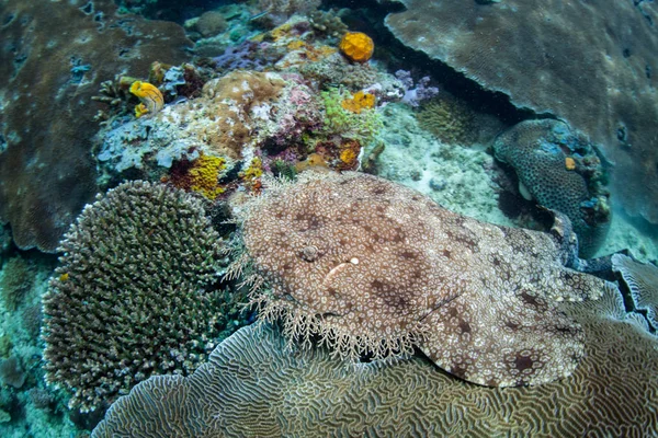 Tasselled Wobbegong Eucrossorhinus Dasypogon Leży Oczekiwaniu Rafy Koralowej Wśród Odległych — Zdjęcie stockowe