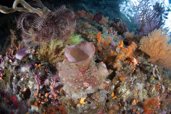 Uma Variedade Invertebrados Coloridos Prosperam Uma Parede Recife Coral Meio — Fotografia de Stock