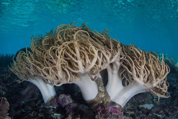 Sinuous Soft Corals Thrive Shallow Water Remote Islands Raja Ampat — Stock Photo, Image