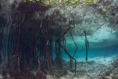 Gölgeli pervane kökleri Raja Ampat, Endonezya bir adanın kenarında büyüyen bir mangrov ormanından iner. Bu ekvatoral bölge muhtemelen deniz biyolojik çeşitliliğinin merkezidir..
