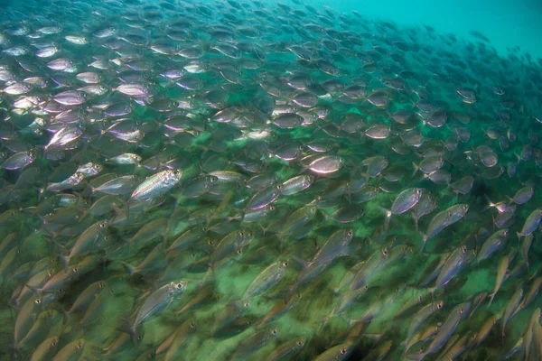 Una Gran Escuela Cruceros Rayas Amarillas Sobre Fondo Mar Arenoso —  Fotos de Stock