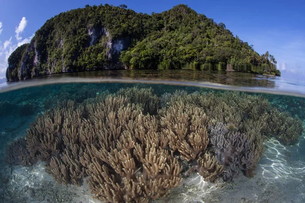 Здоровые Кораллы Процветают Мелководье Отдаленных Островах Раджа Ампат Индонезия Экваториальный — стоковое фото
