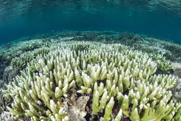 Mercanraja Ampat uzak adalar arasında sığ sularda yüksek su sıcaklıkları nedeniyle ağartmaya başlar, Endonezya. Bu ekvatoral bölge muhtemelen deniz biyolojik çeşitliliğinin merkezidir..