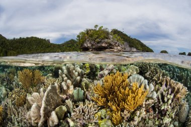 Endonezya'nın Raja Ampat adalarının uzak, tropik adaları arasında sığ sularda inanılmaz bir mercan dizisi gelişir. Bu ekvatoral bölge muhtemelen deniz biyolojik çeşitliliğinin merkezidir..