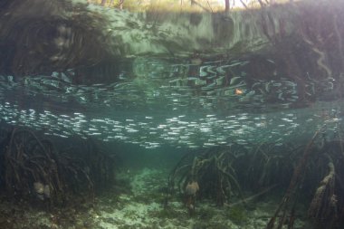 Silversides bir okul Raja Ampat, Endonezya mavi su mangrov ormanda yüzer. Bu tür habitatlar genellikle balık ve deniz omurgasızları için bir fidanlık olarak kullanılır.
