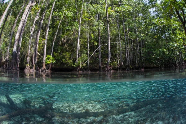Large School Silversides Swims Blue Water Mangrove Forest Raja Ampat — Stock Photo, Image