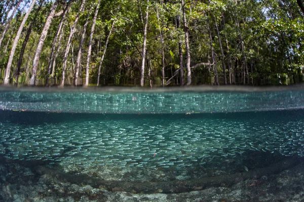 Stor Skola Röding Simmar Genom Blå Vatten Mangrove Skog Raja — Stockfoto