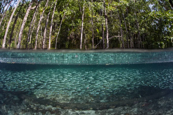 Una Gran Escuela Plateados Nada Través Bosque Manglares Agua Azul — Foto de Stock