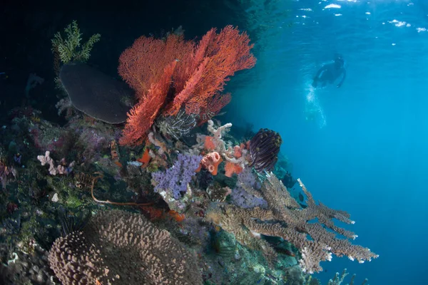 A snorkeler explores a colorful reef wall amid the remote, tropical islands of Raja Ampat, Indonesia. This equatorial region is possibly the center for marine biodiversity.