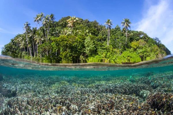 在印度尼西亚偏远的热带岛屿拉贾安帕特 Raja Ampat 的浅水中 筑礁珊瑚茁壮成长 这个赤道地区可能是海洋生物多样性的中心 — 图库照片