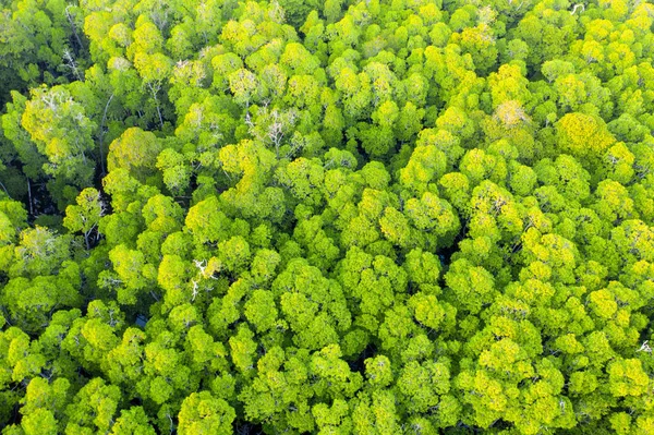 Kora Reggeli Napfény Esik Zöld Lombkorona Egy Fekete Mangrove Erdő — Stock Fotó