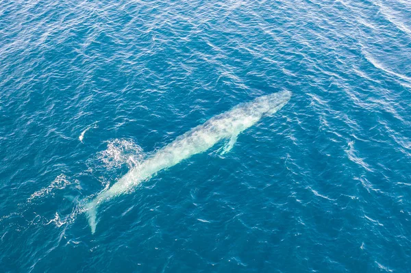 A pygmy blue whale, Balaenoptera musculus brevicauda, swims in the Banda Sea, Indonesia.  This huge cetacean reaches up to 24 meters in length and makes up to about half of all blue whales alive.