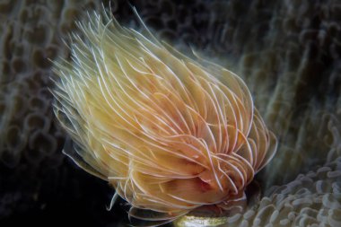 A colorful feather duster worm's feeding tentacles blow in a current sweeping over a coral reef in Indonesia. These worms feed on passing planktonic food. clipart