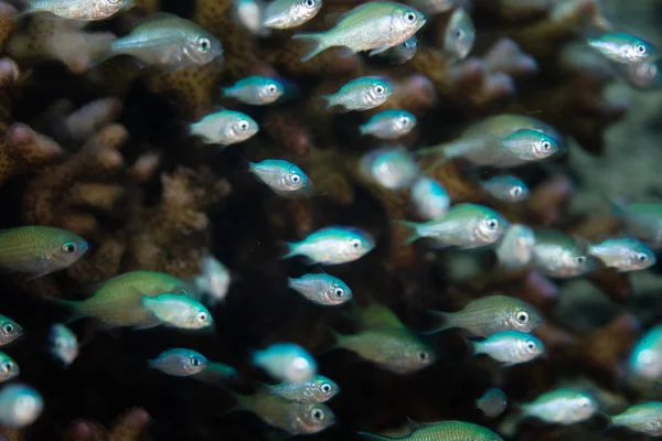 Szkoła Młodych Niebiesko Zielonych Chromów Chromis Viridis Unosi Się Pobliżu — Zdjęcie stockowe