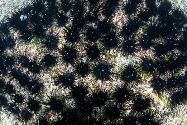 Urchins Espinhosos Pretos Diadema Formam Aglomerados Uma Areia Rasa Plana — Fotografia de Stock