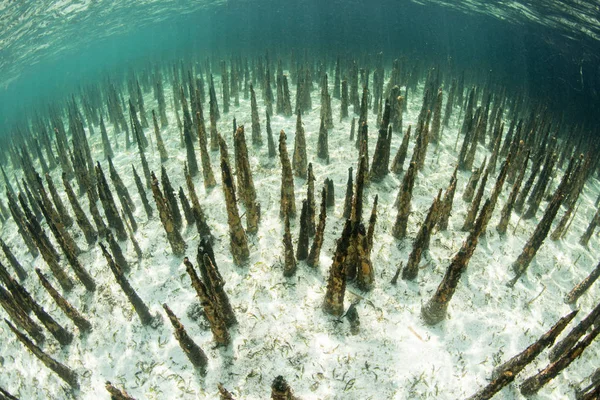 Gespecialiseerde Wortels Genaamd Pneumatophores Ontstaan Uit Een Zanderige Zeebodem Buurt — Stockfoto