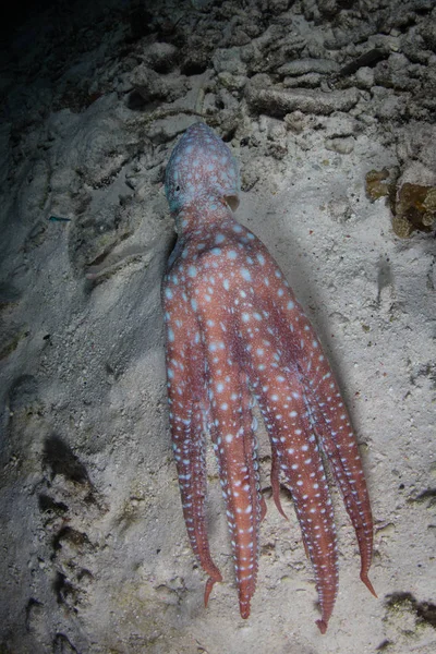 Barevný Noční Chobotnice Callistoctopus Luteus Hledá Bivalves Krevety Krabi Krmit — Stock fotografie