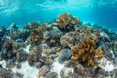 Endonezya, Alor yakınlarında güzel bir mercan resifi gelişir. Bu bölge, burada yaşayan canlı balık ve mercanlara planktonik besinler getiren güçlü akıntılar alıyor..