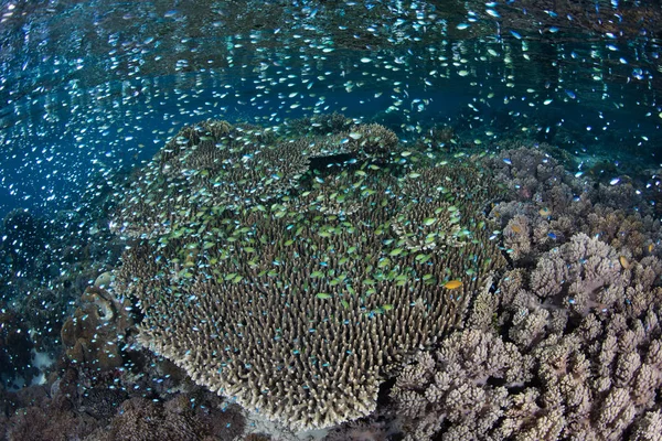 Donzela Colorida Paira Sobre Belo Recife Coral Perto Alor Indonésia — Fotografia de Stock