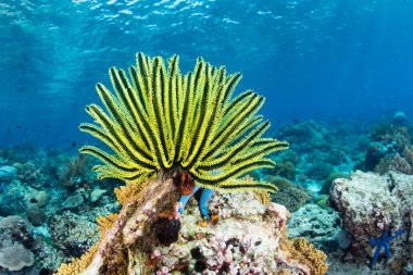 A bright yellow crinoid fans its tentacles out to feed on plankton flowing over a reef in Indonesia. Crinoids are ancient echinoderms often found as fossils. clipart