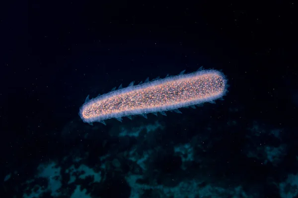Неопознанный Сифонофор Дрейфует Темной Воде Возле Кораллового Рифа Индонезии Сифонофоры — стоковое фото