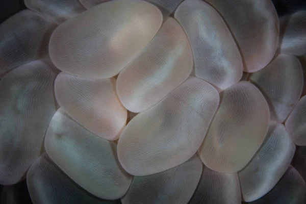 インドネシアのサンゴ礁で成長しているバブルサンゴ Plerogyra Sinuosa の詳細ページ — ストック写真