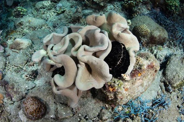 卵のカウリー Ovula Ovumは 柔らかい革のサンゴ Sarcophyton インドネシアのサンゴ礁で餌を与えます — ストック写真