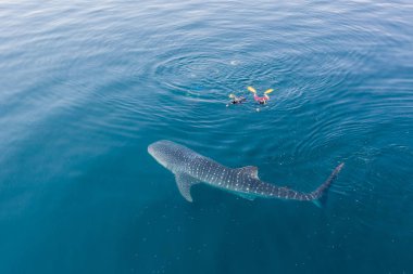 Bir balina köpekbalığı, Rhincodon tipus, Endonezya 'da krillerle beslenerek yavaşça yüzeye yakın yüzer. Bu bilinen en büyük balık türüdür ve uzunluğu 15 metreyi aşabilir..