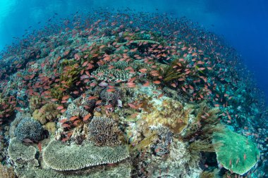 Endonezya, Alor yakınlarında güzel bir mercan resifi gelişir. Bu bölge, burada yaşayan canlı balık ve mercanlara planktonik besinler getiren güçlü akıntılar alıyor..