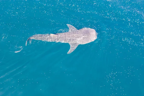 在印度尼西亚 鲸鲨Rhincodon Typus在水面上慢慢游动 以磷虾为食 这是已知现存最大的鱼类种类 可达15米以上 — 图库照片