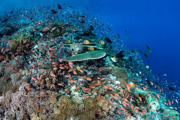 Hermoso Arrecife Coral Prospera Cerca Alor Indonesia Esta Región Recibe —  Fotos de Stock
