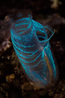 A small, fragile tunicate grows on a coral reef in Indonesia. Tunicates are urochordates that serve as important filter-feeders on reefs throughout the world. clipart