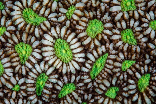 Detalle Pólipos Coral Duro Parque Nacional Komodo Indonesia Esta Una — Foto de Stock