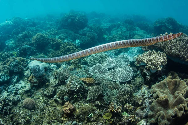 Krait Marinho Faixa Preta Laticauda Semifasciata Nada Sobre Belos Corais — Fotografia de Stock