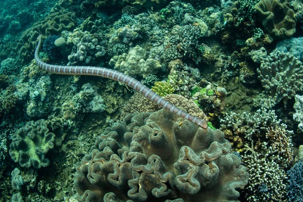Černopruhovaný Mořský Krait Laticauda Semifasciata Plave Nad Krásnými Korály Odlehlém — Stock fotografie